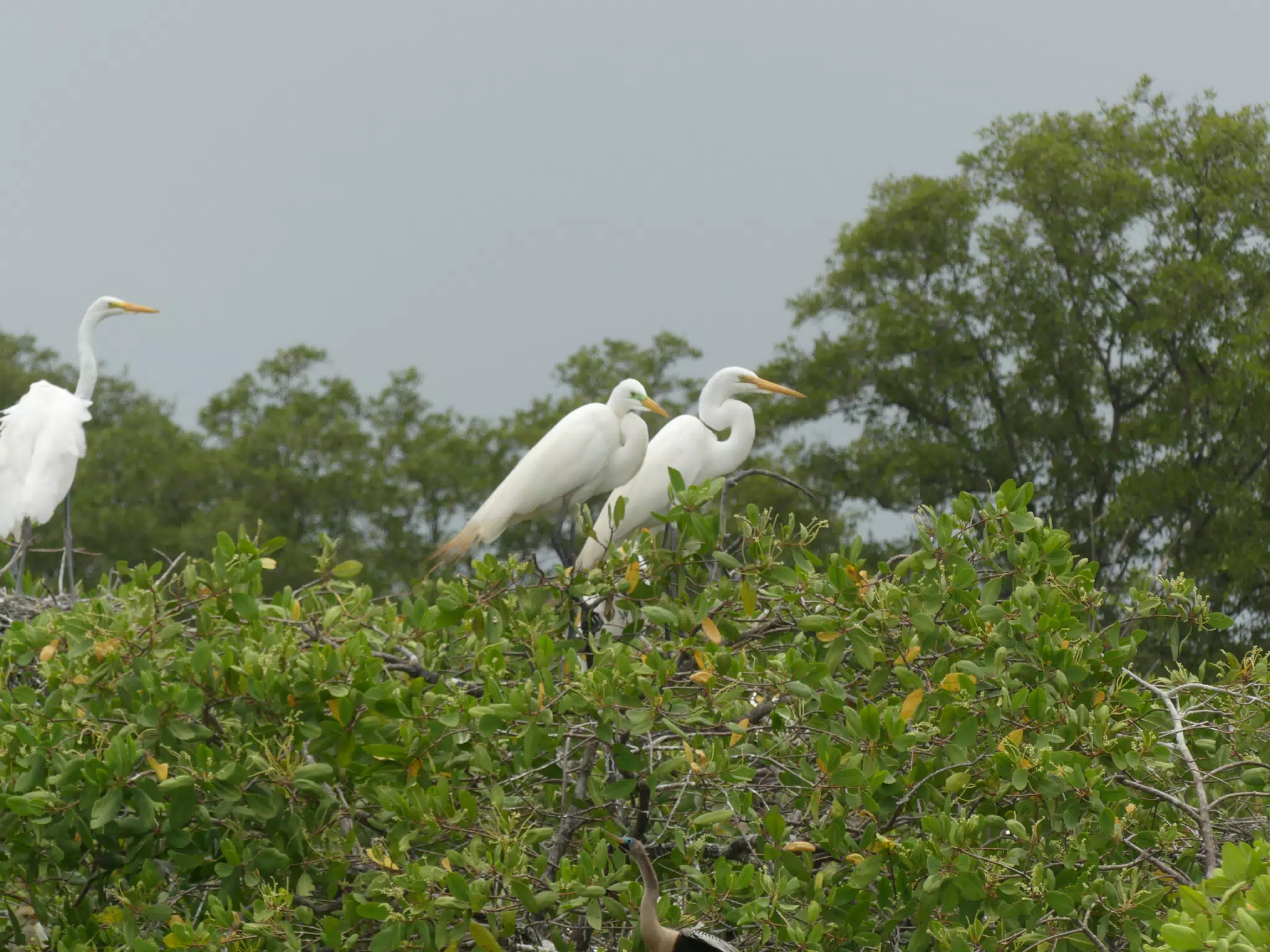 Egrets on San Juan Venado Estuary