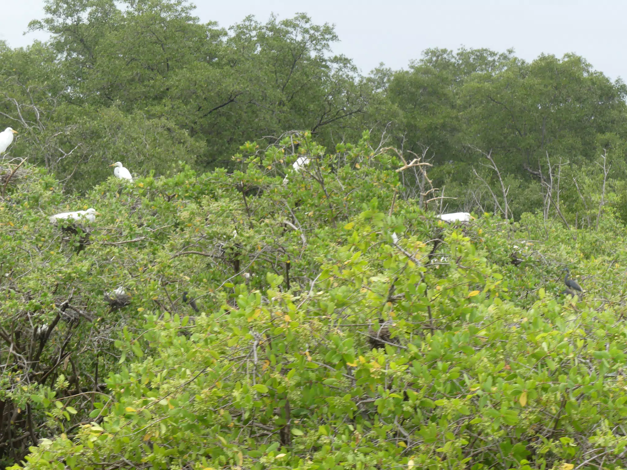Photographing Egrets at San Juan Venado