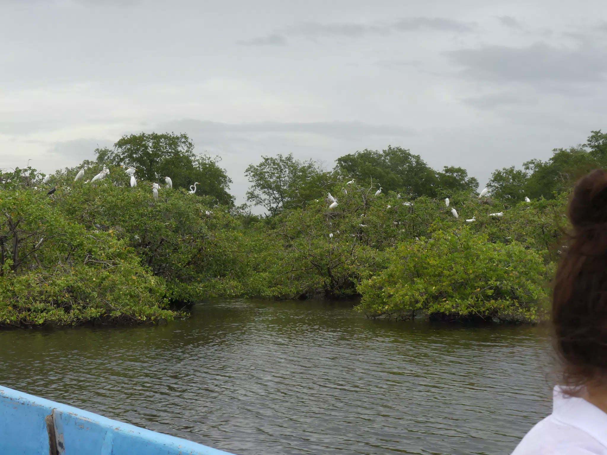 Photographing Egrets at San Juan Venado