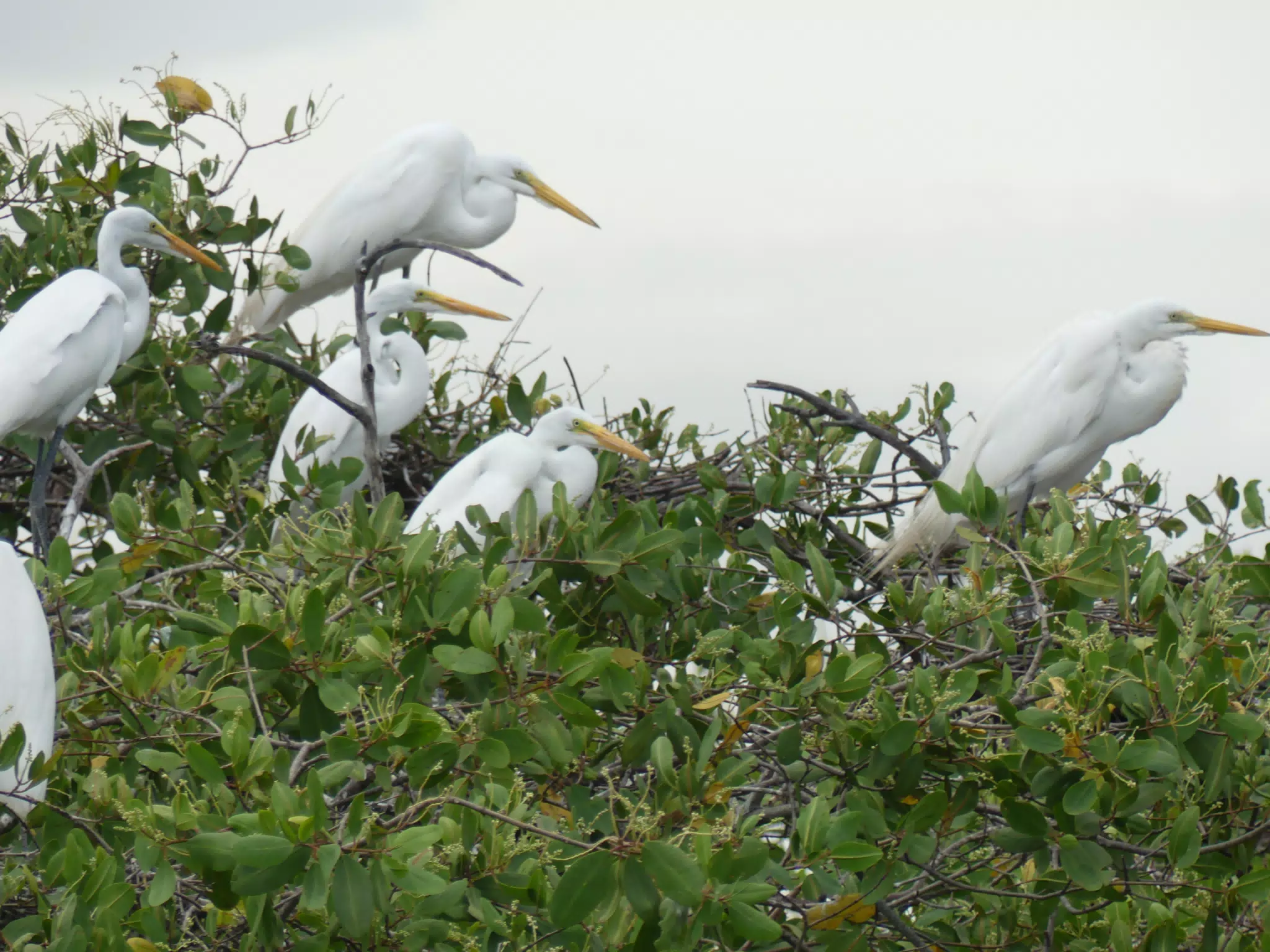 Photographing Egrets at San Juan Venado