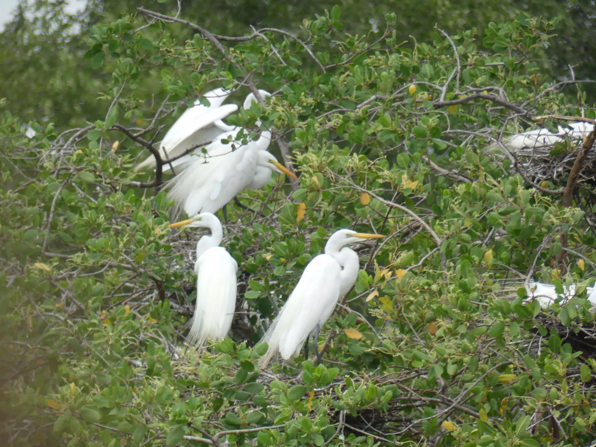 Photographing Egrets at San Juan Venado