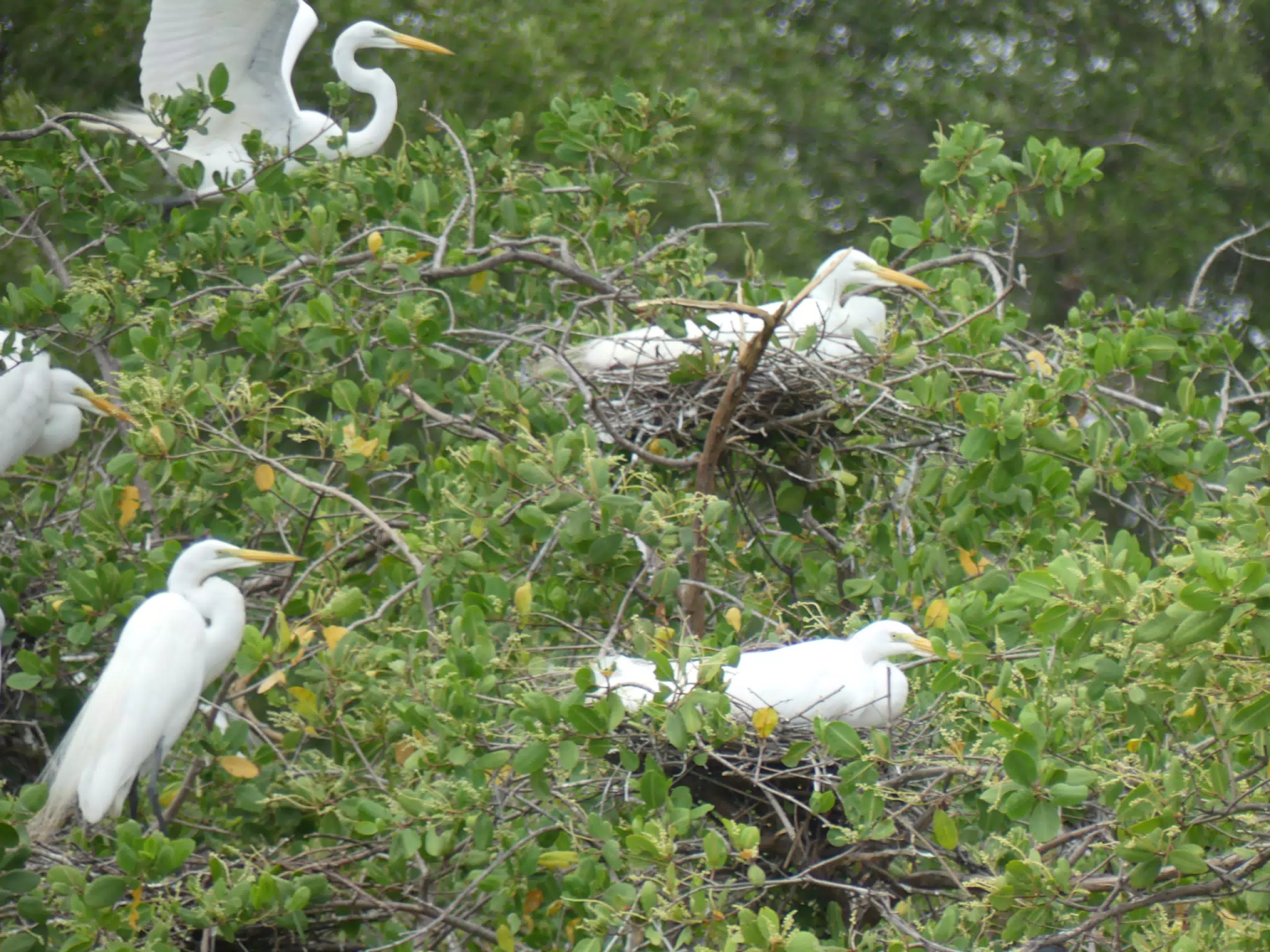 Photographing Egrets at San Juan Venado