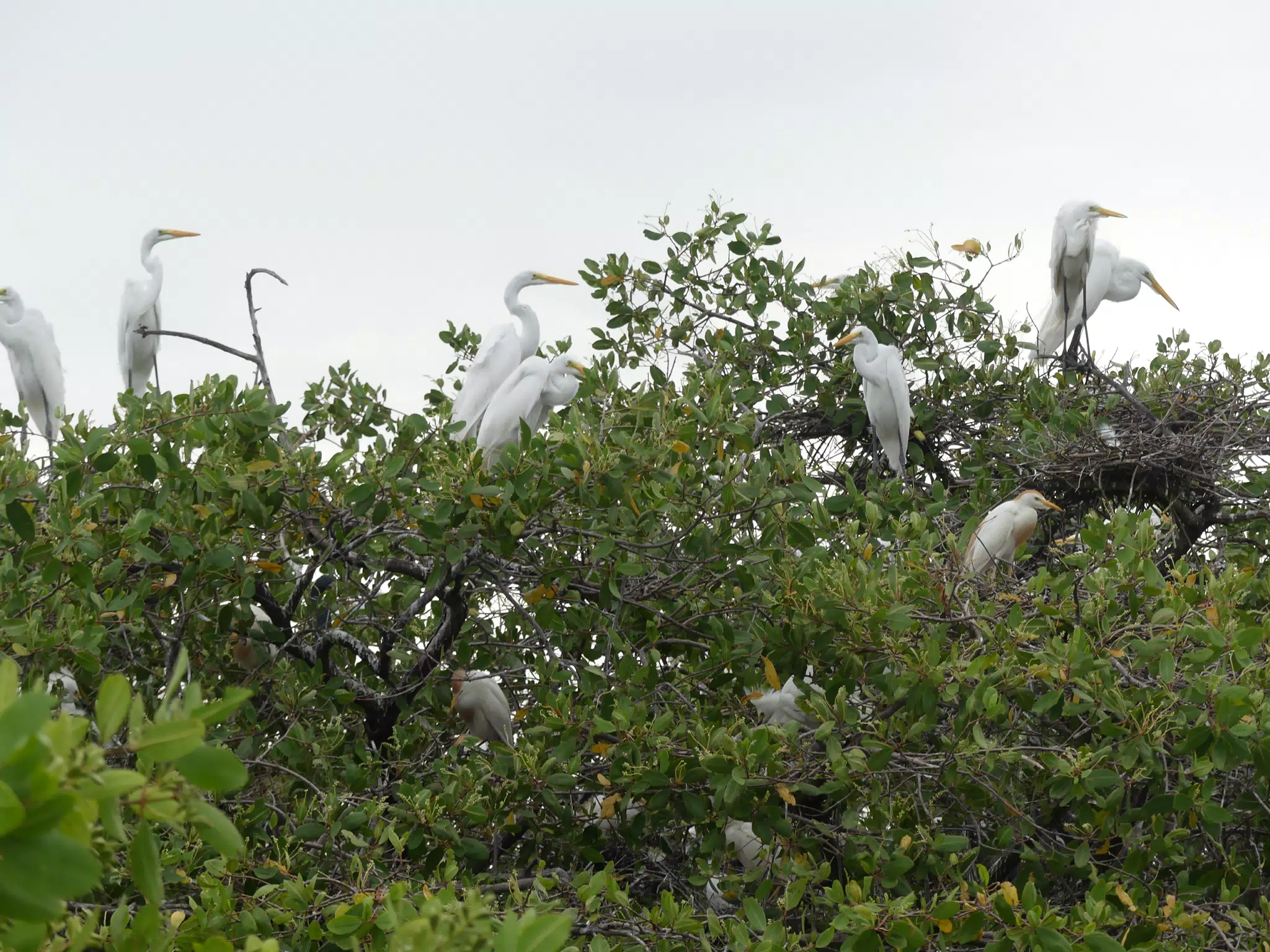 Photographing Egrets at San Juan Venado