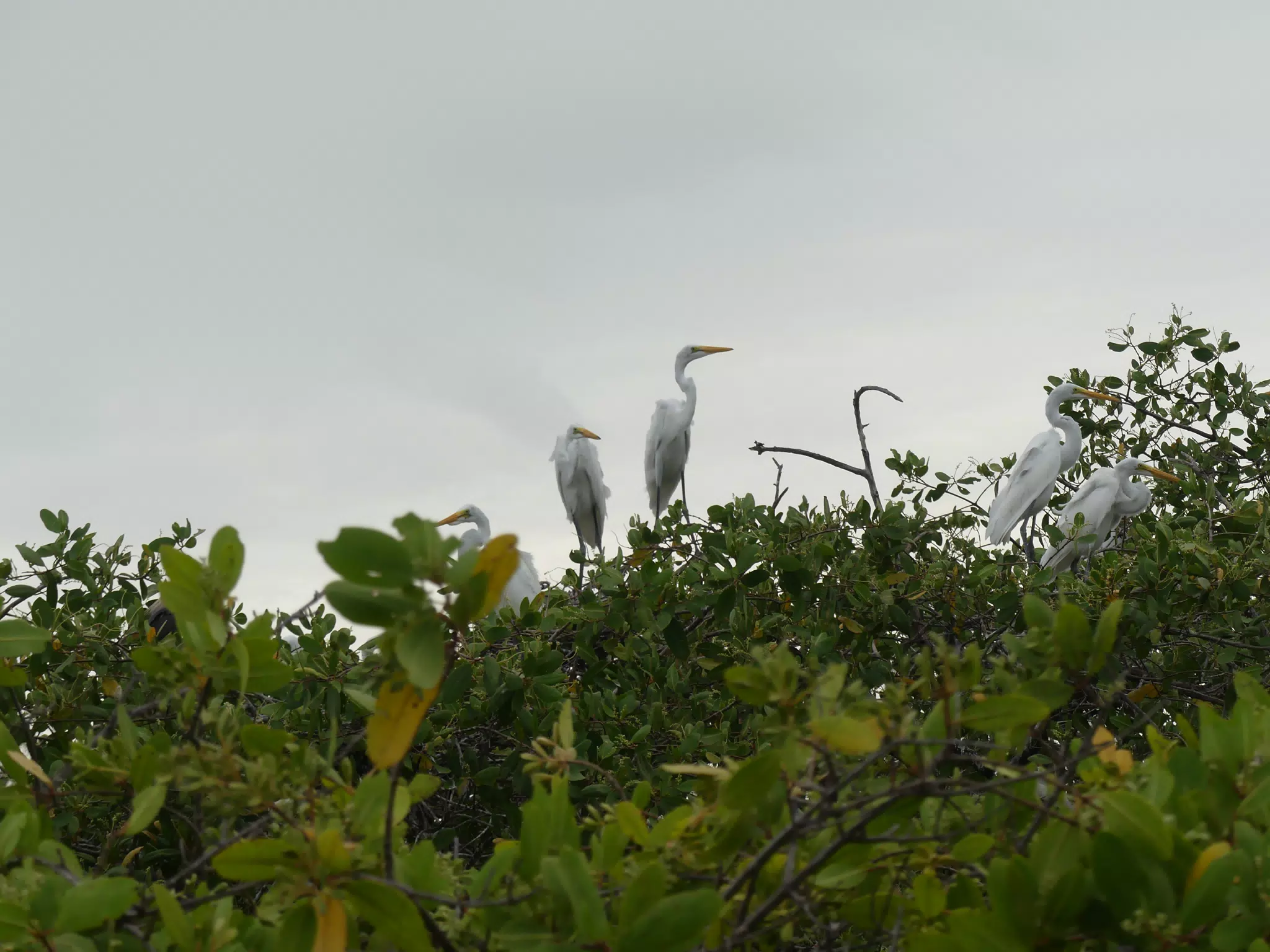 Photographing Egrets at San Juan Venado