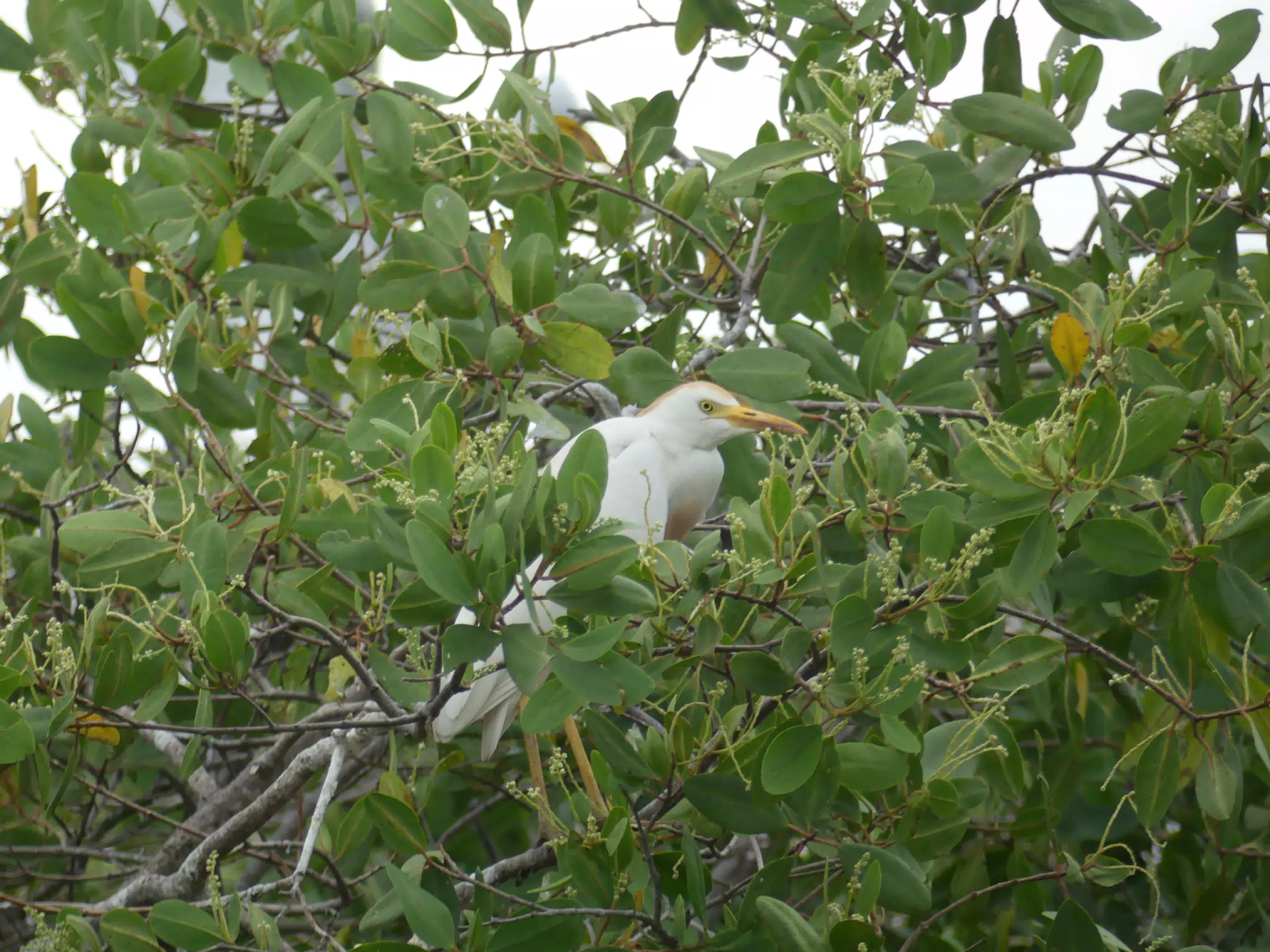 Photographing Egrets at San Juan Venado