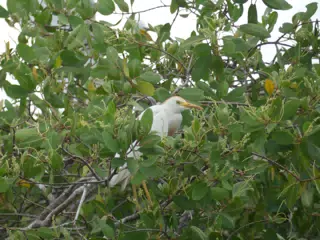 Photographing Egrets at San Juan Venado