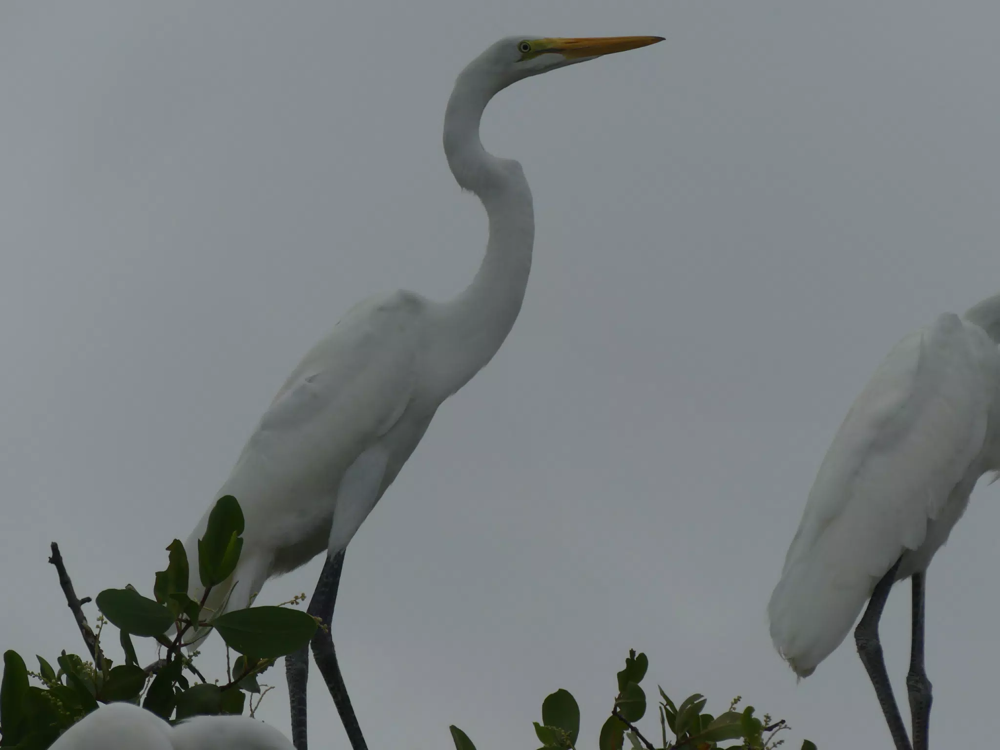 Photographing Egrets at San Juan Venado
