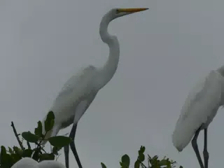 Photographing Egrets at San Juan Venado
