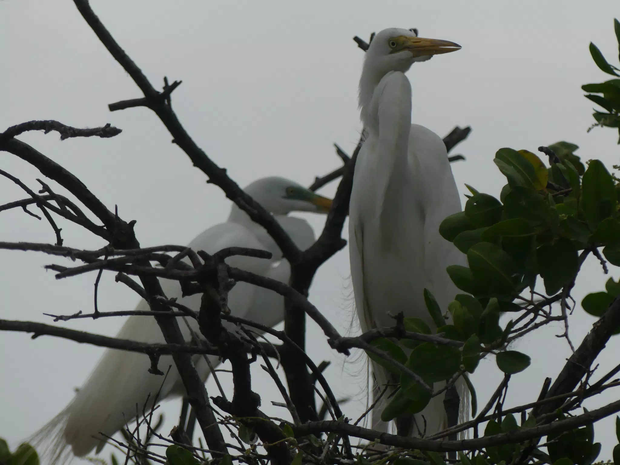 Photographing Egrets at San Juan Venado