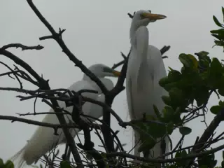 Photographing Egrets at San Juan Venado