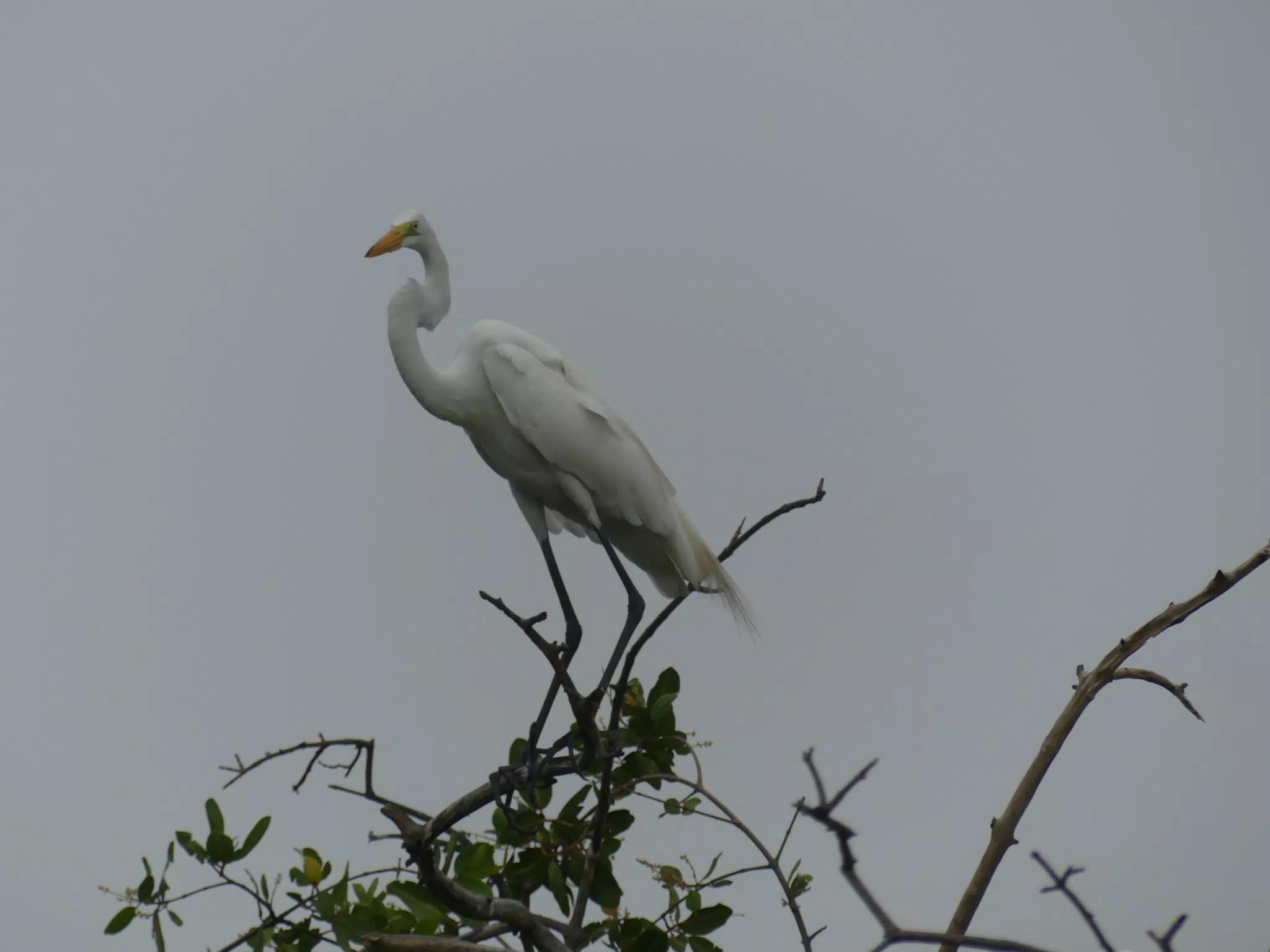 Photographing Egrets at San Juan Venado