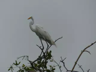 Photographing Egrets at San Juan Venado
