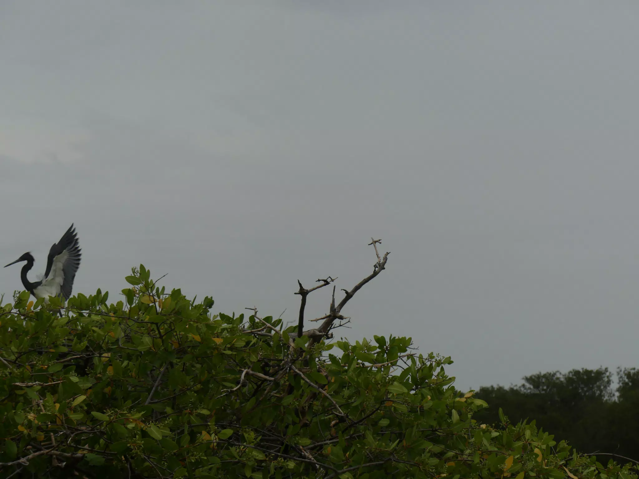 Photographing Egrets at San Juan Venado