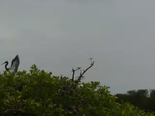 Photographing Egrets at San Juan Venado