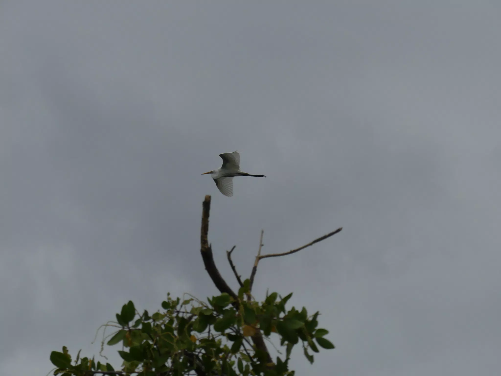 Photographing Egrets at San Juan Venado