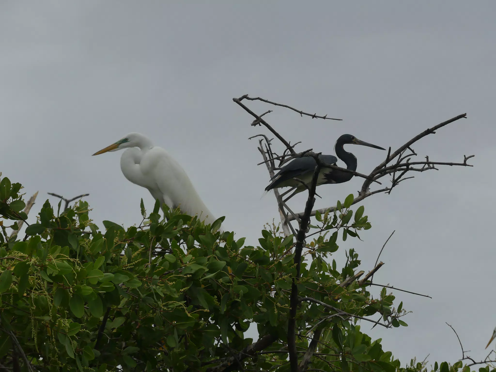 Photographing Egrets at San Juan Venado