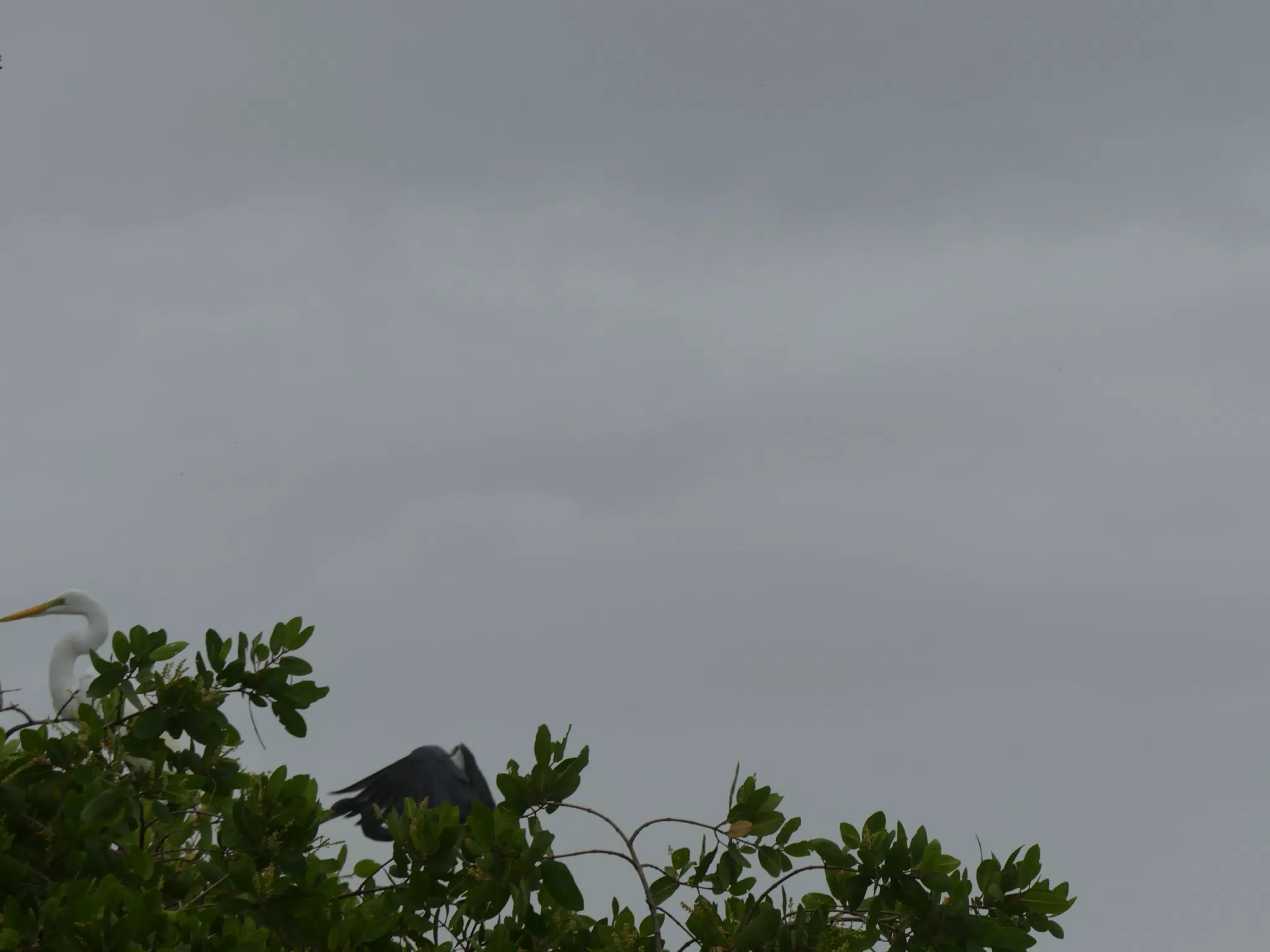 Photographing Egrets at San Juan Venado