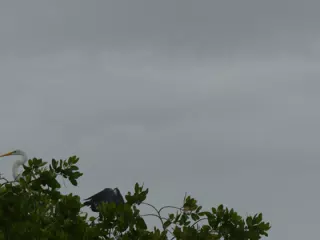 Photographing Egrets at San Juan Venado