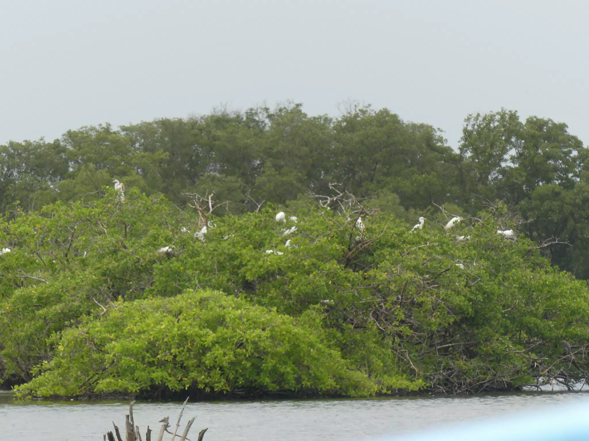Egrets on San Juan Venado Estuary
