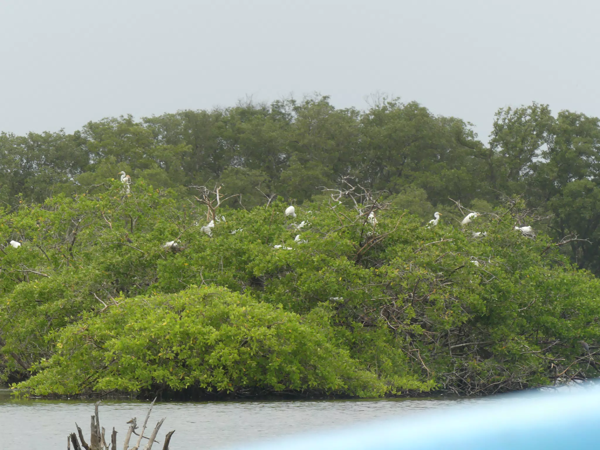 Egrets on San Juan Venado Estuary