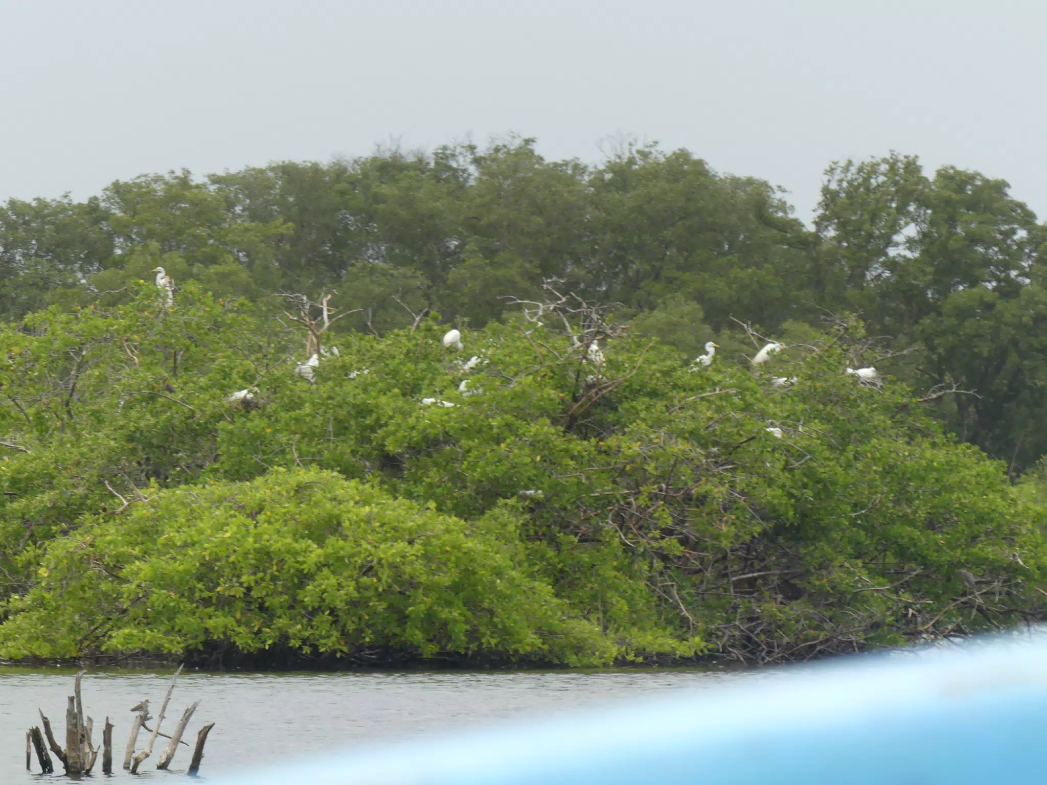 Egrets on San Juan Venado Estuary