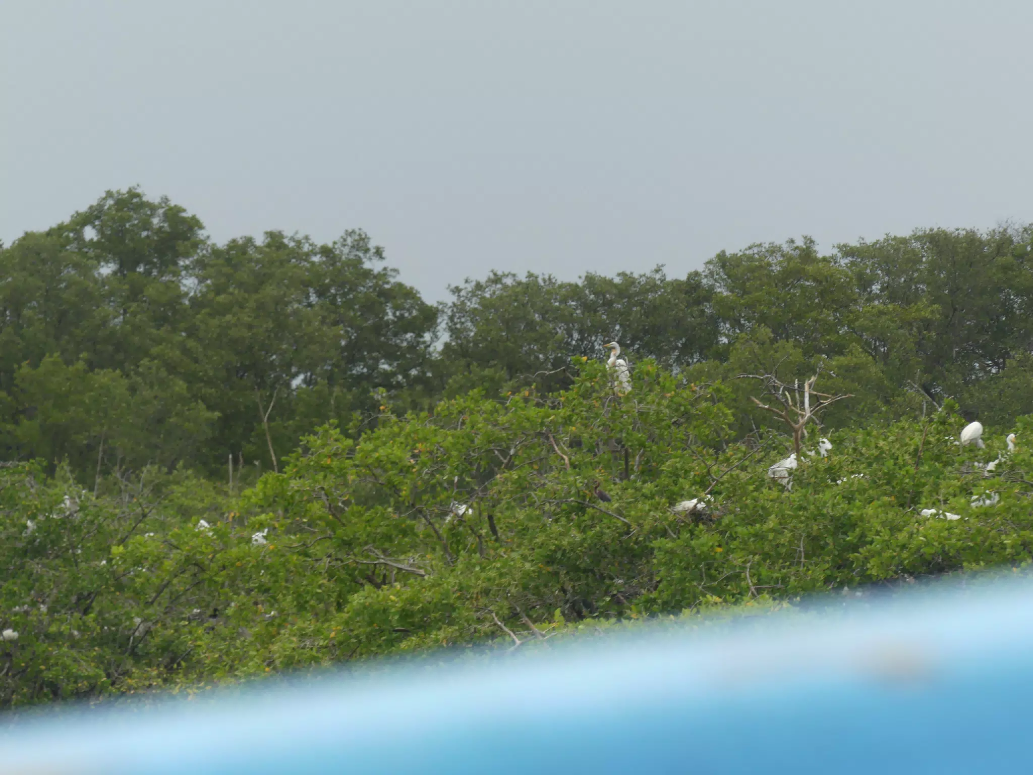 Egrets on San Juan Venado Estuary