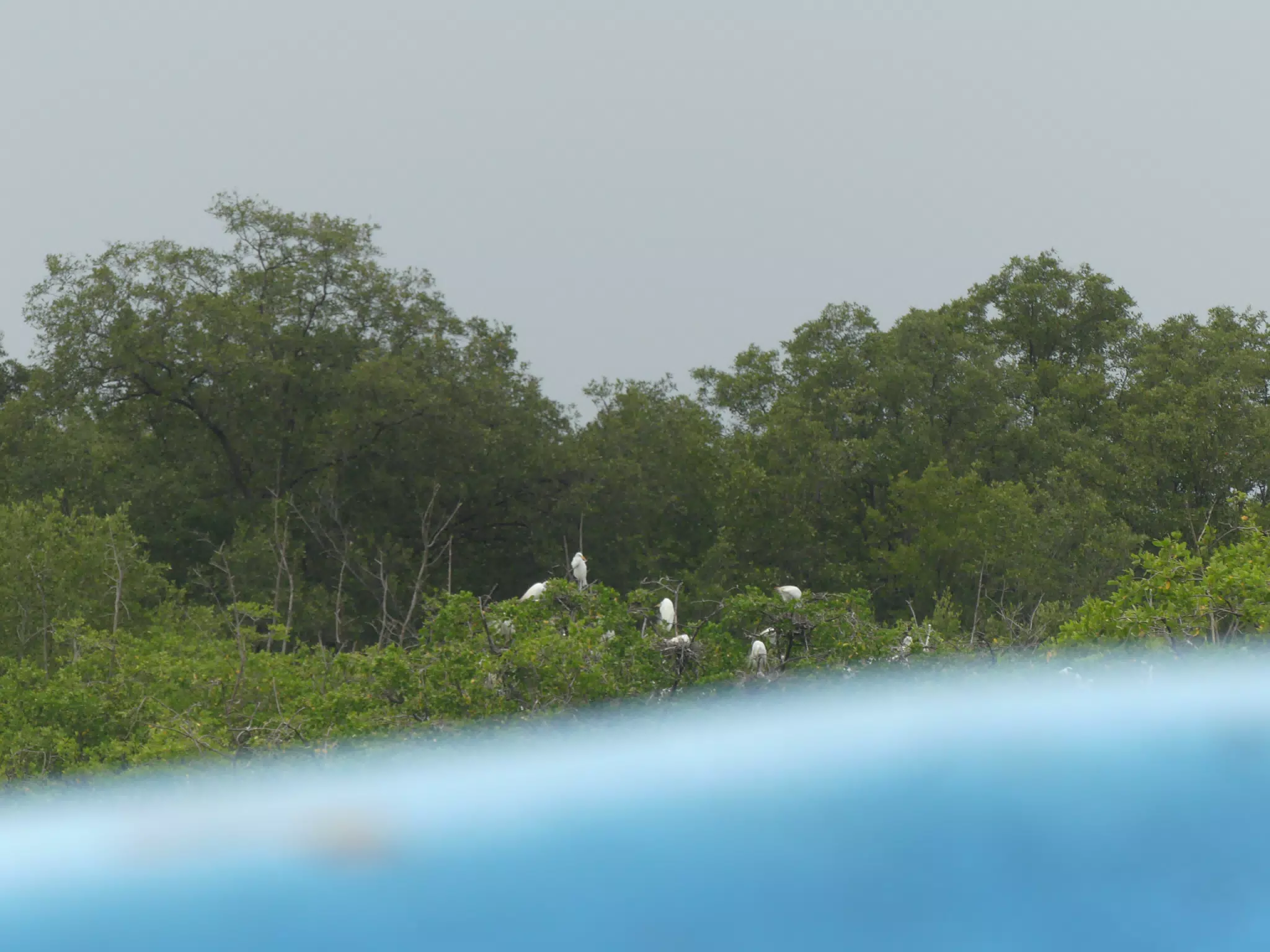 Egrets on San Juan Venado Estuary