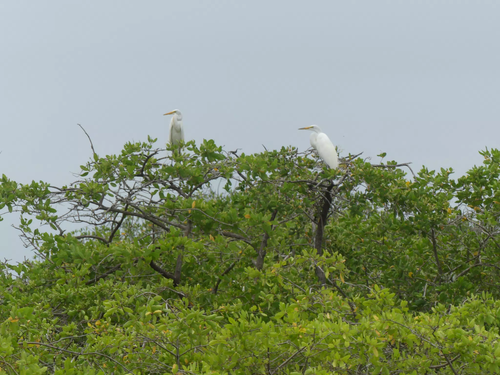Egrets on San Juan Venado Estuary