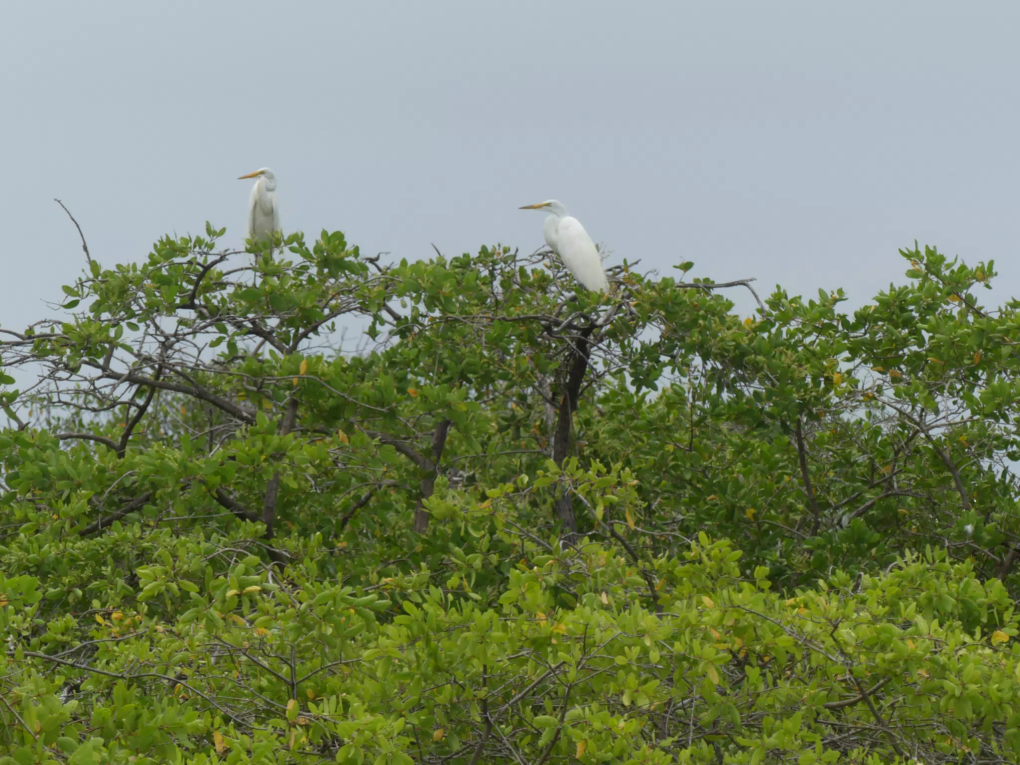 Egrets on San Juan Venado Estuary