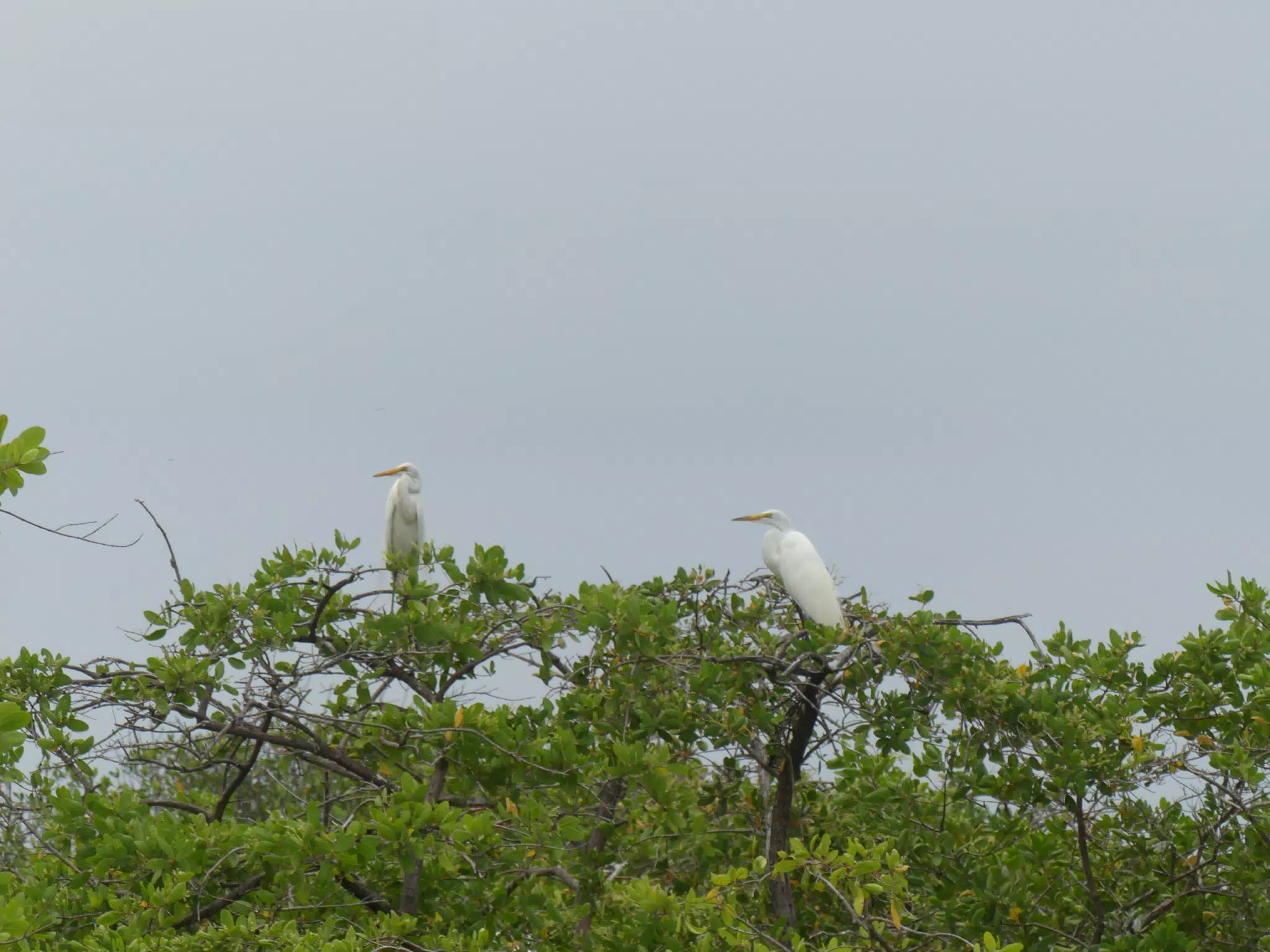 Egrets on San Juan Venado Estuary