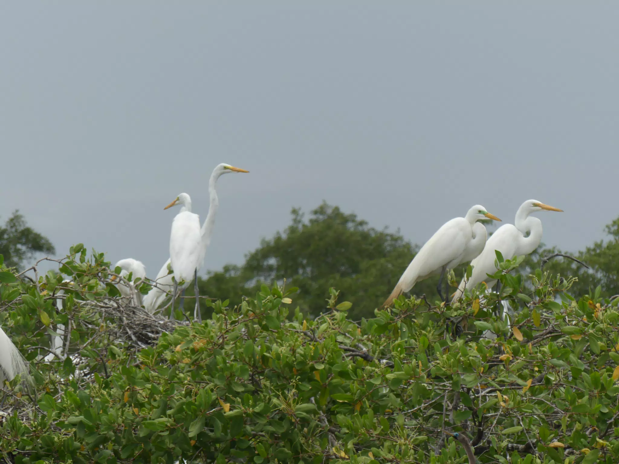 Egrets on San Juan Venado Estuary