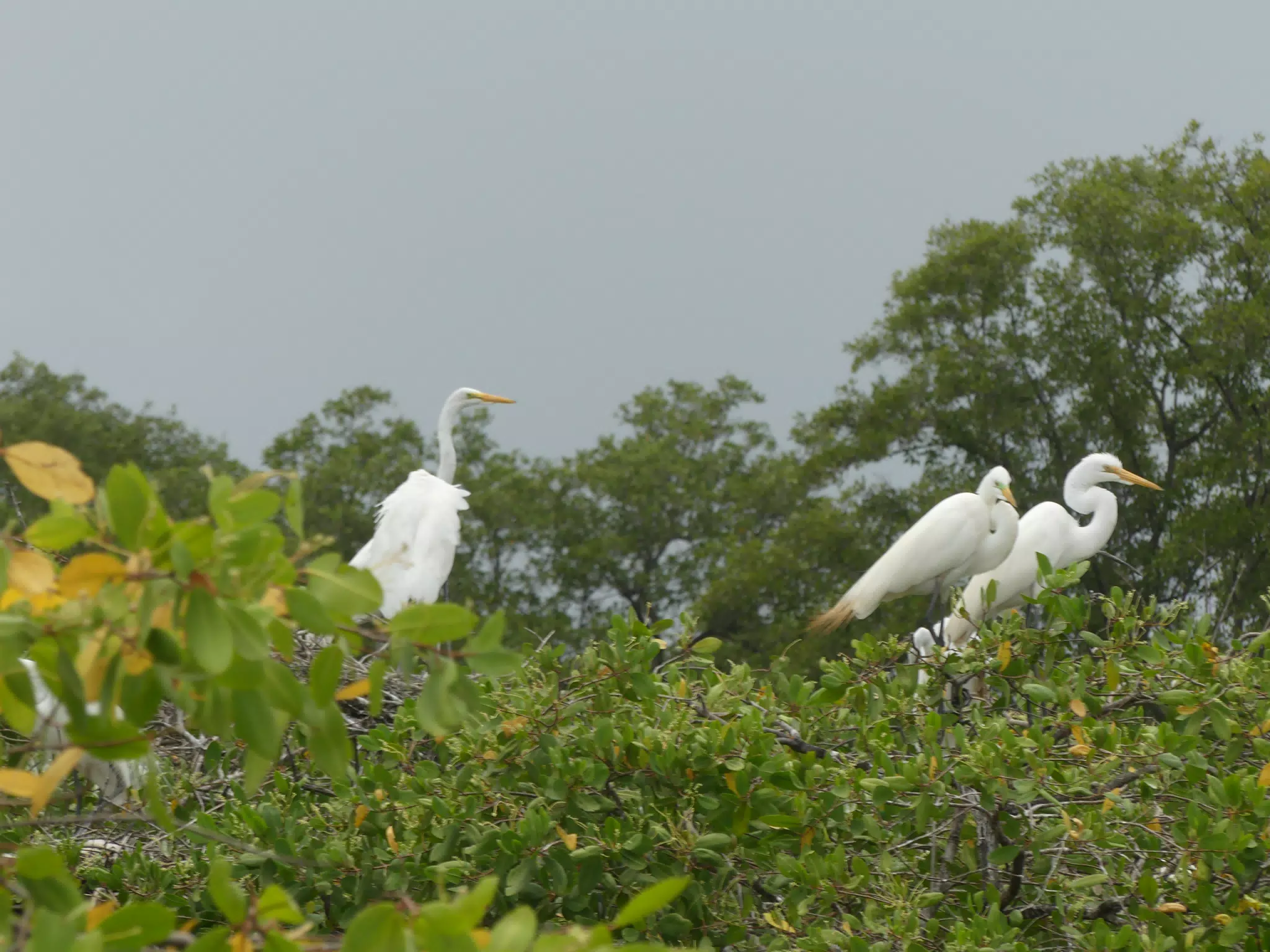 Egrets on San Juan Venado Estuary