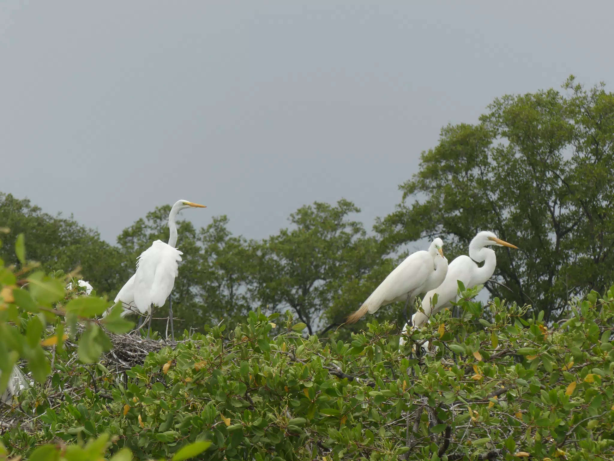 Egrets on San Juan Venado Estuary