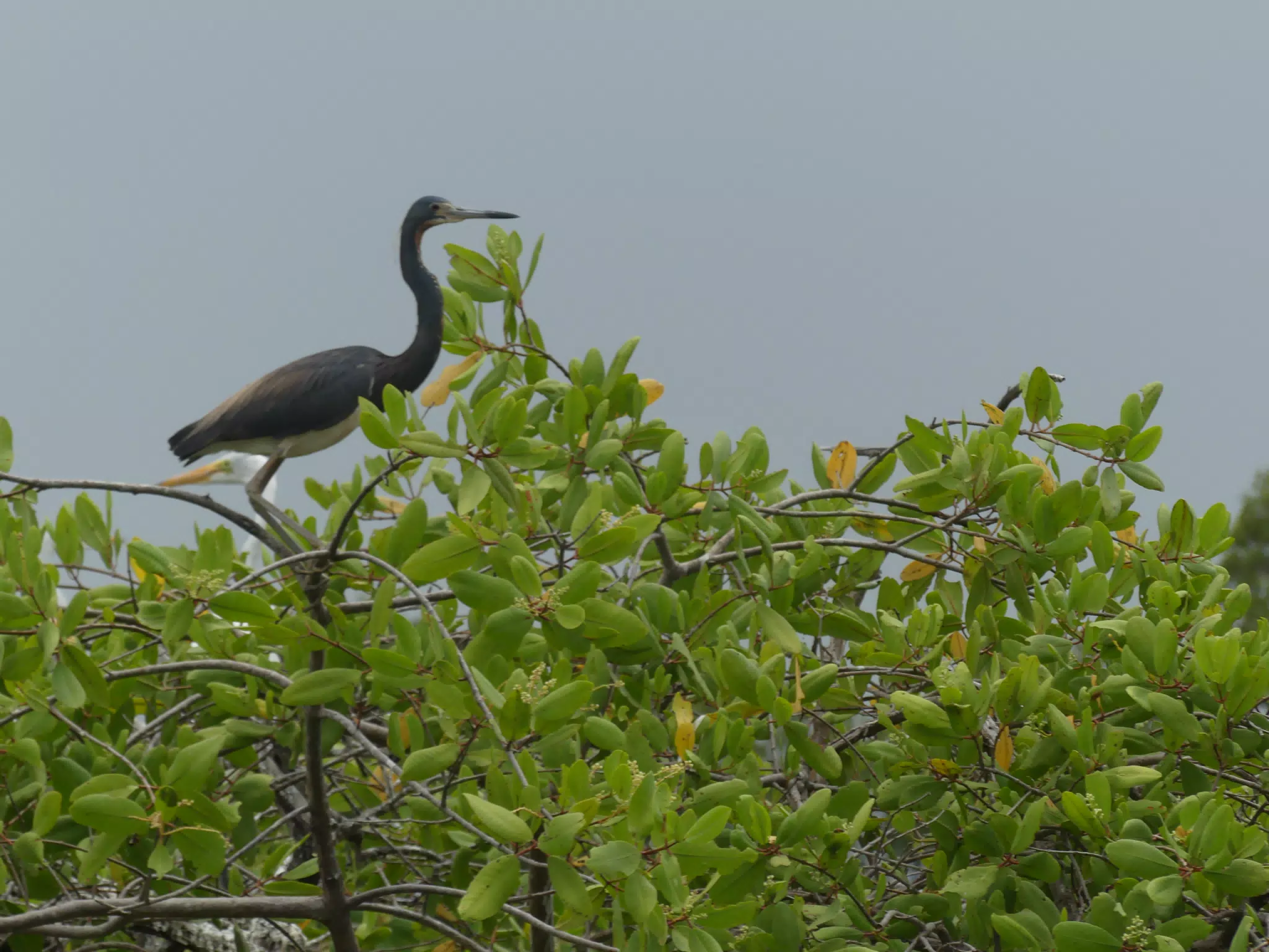 Photographing Egrets at San Juan Venado