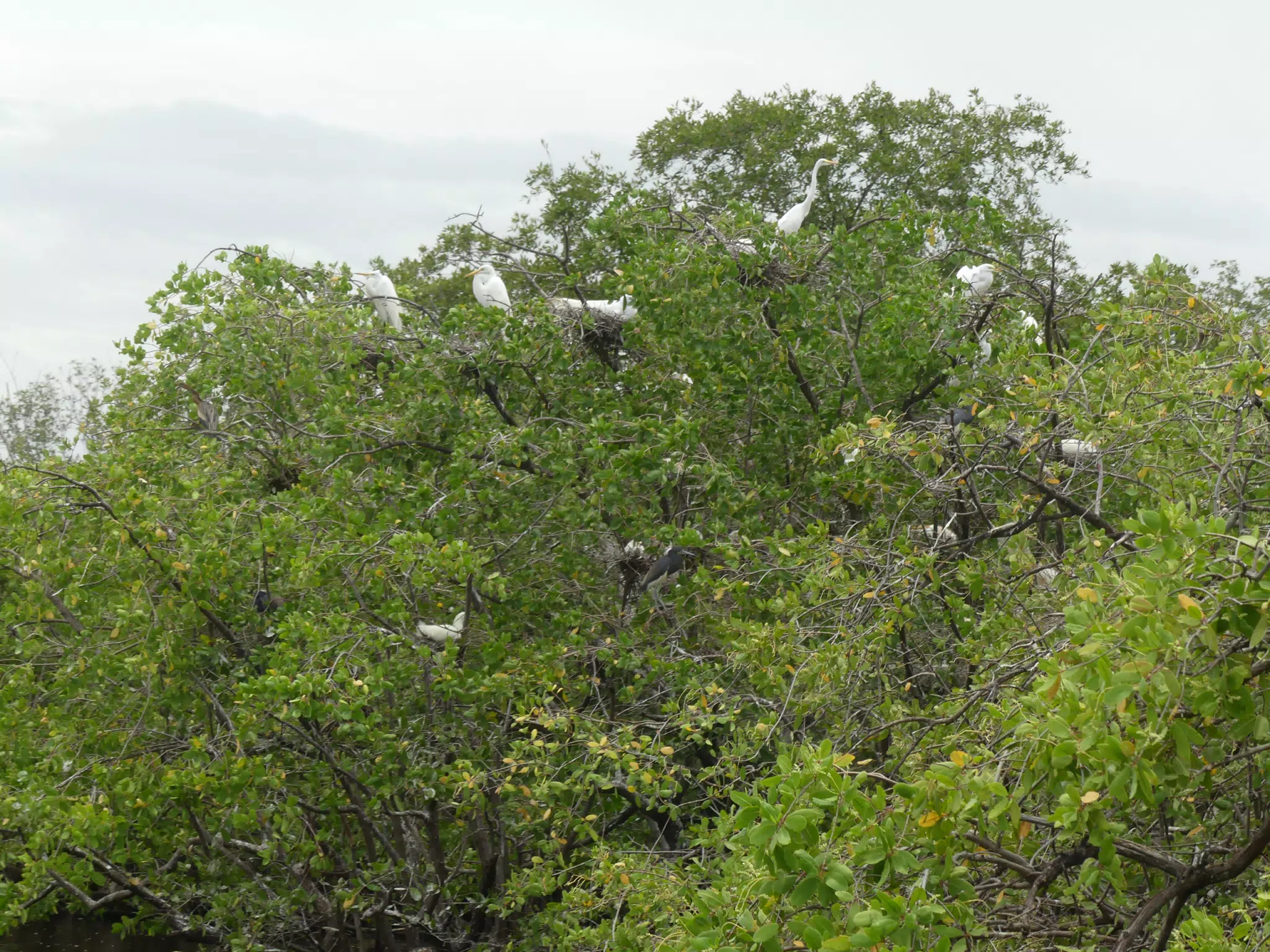 Photographing Egrets at San Juan Venado