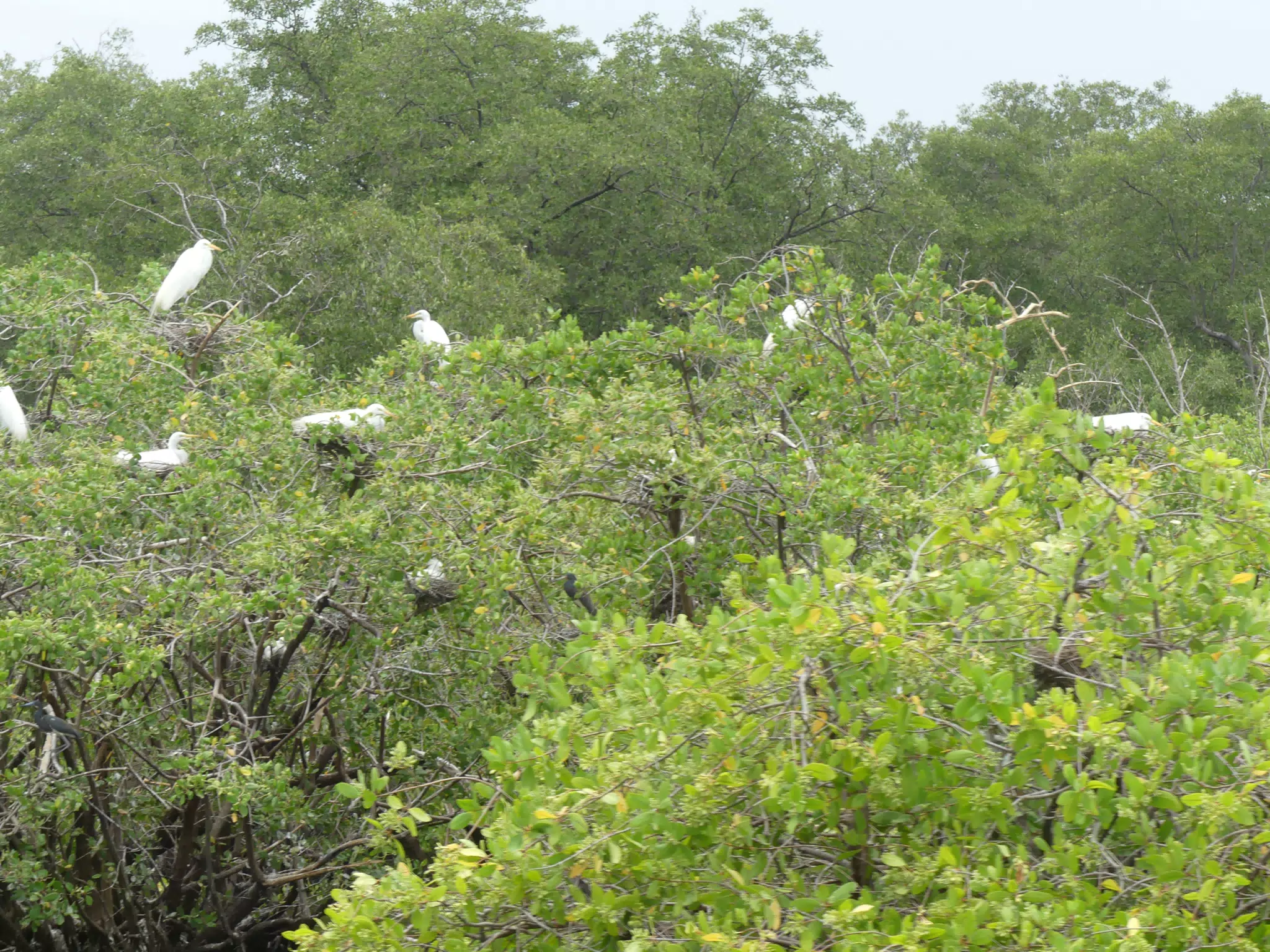 Photographing Egrets at San Juan Venado