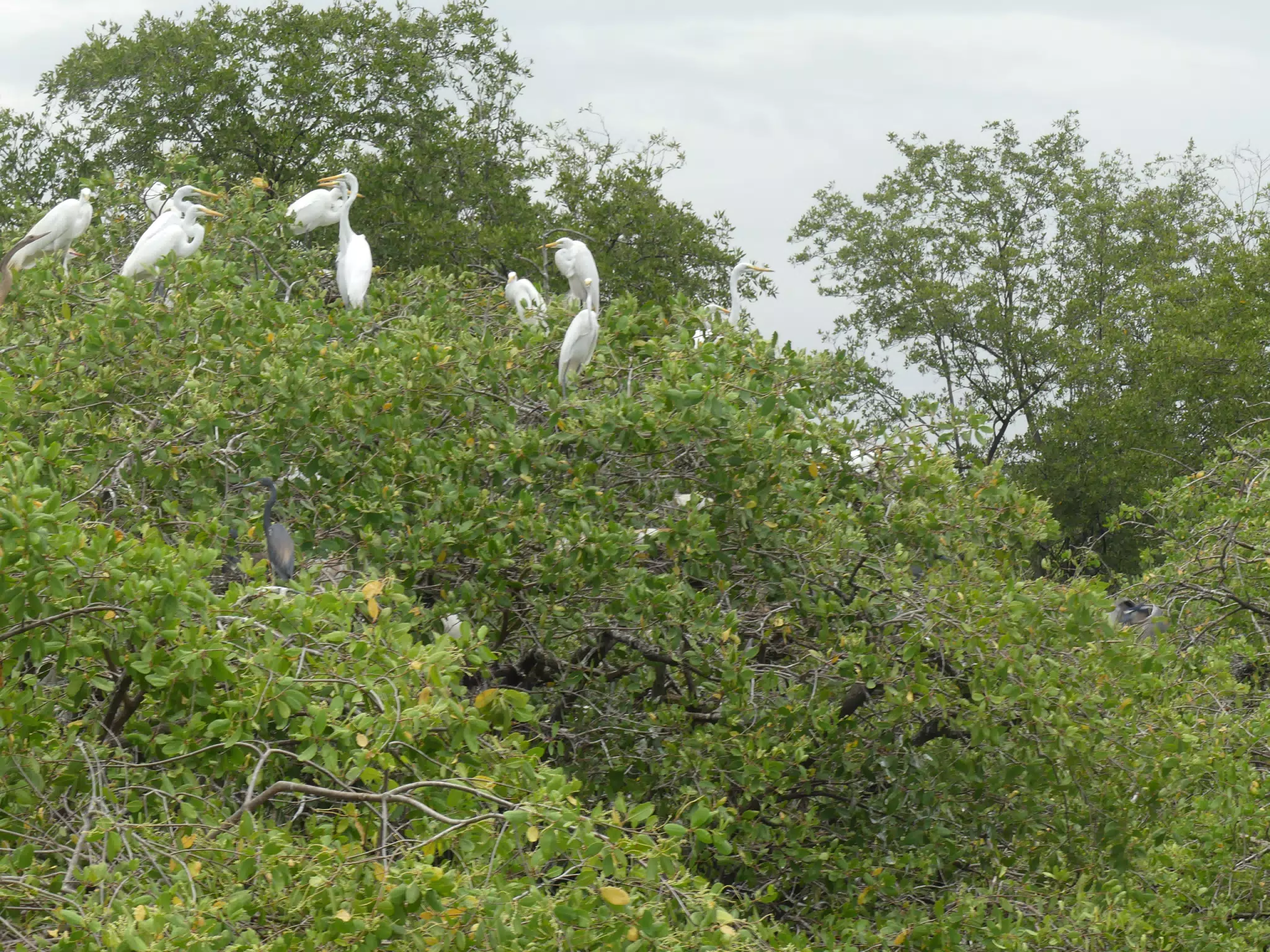 Photographing Egrets at San Juan Venado
