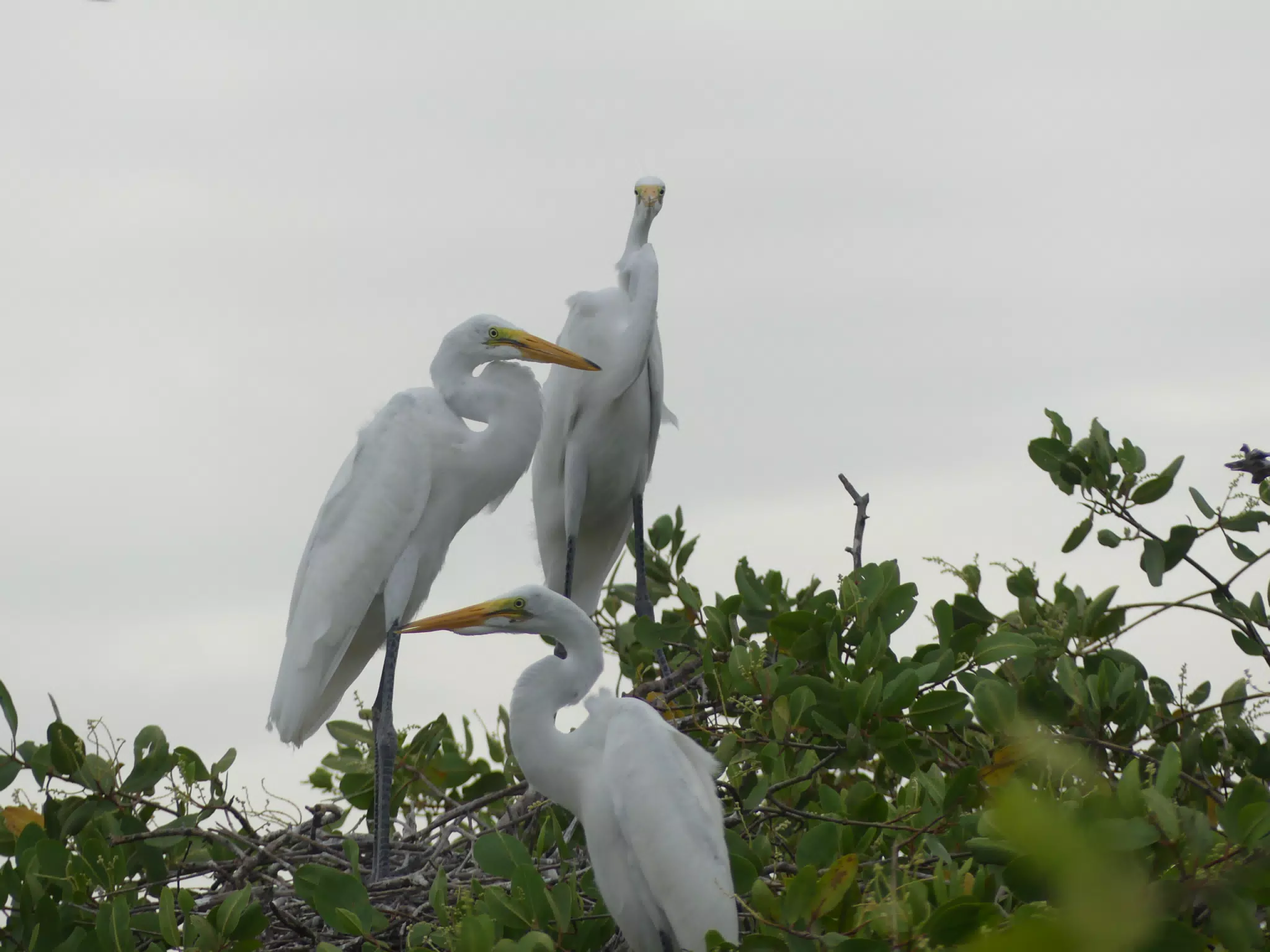 Photographing Egrets at San Juan Venado