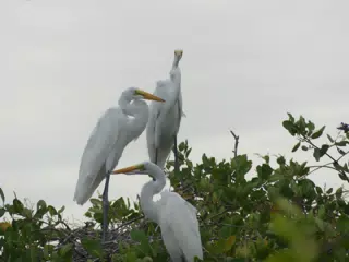 Photographing Egrets at San Juan Venado