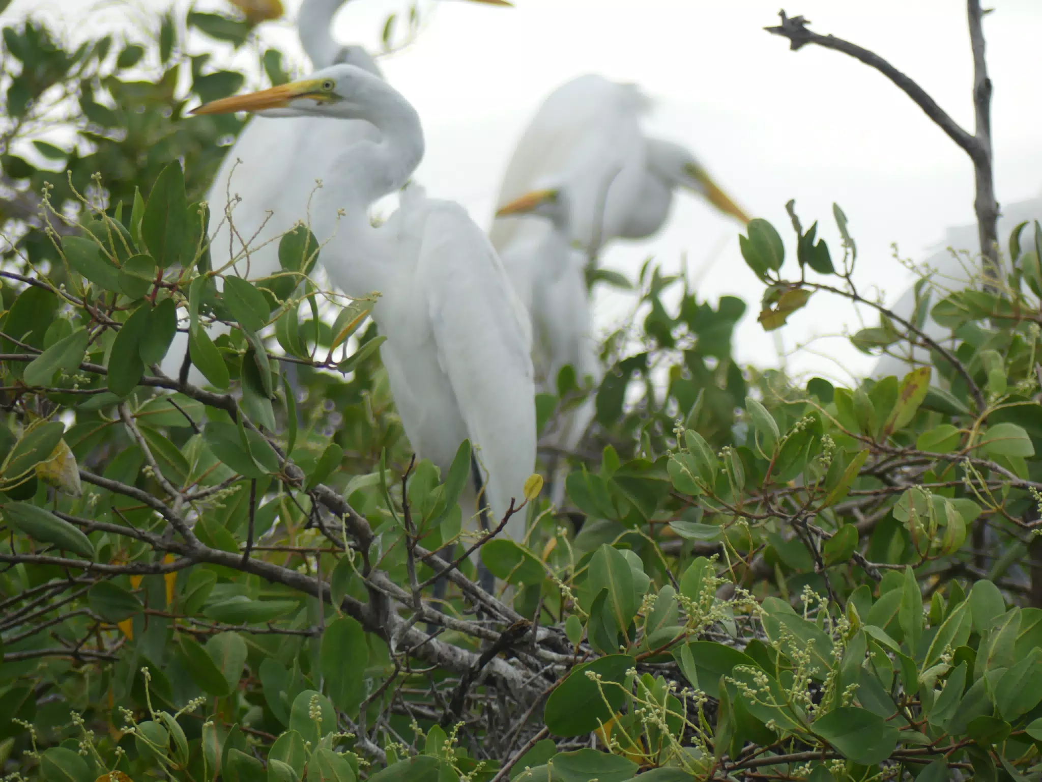 Photographing Egrets at San Juan Venado