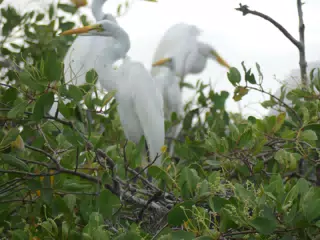 Photographing Egrets at San Juan Venado