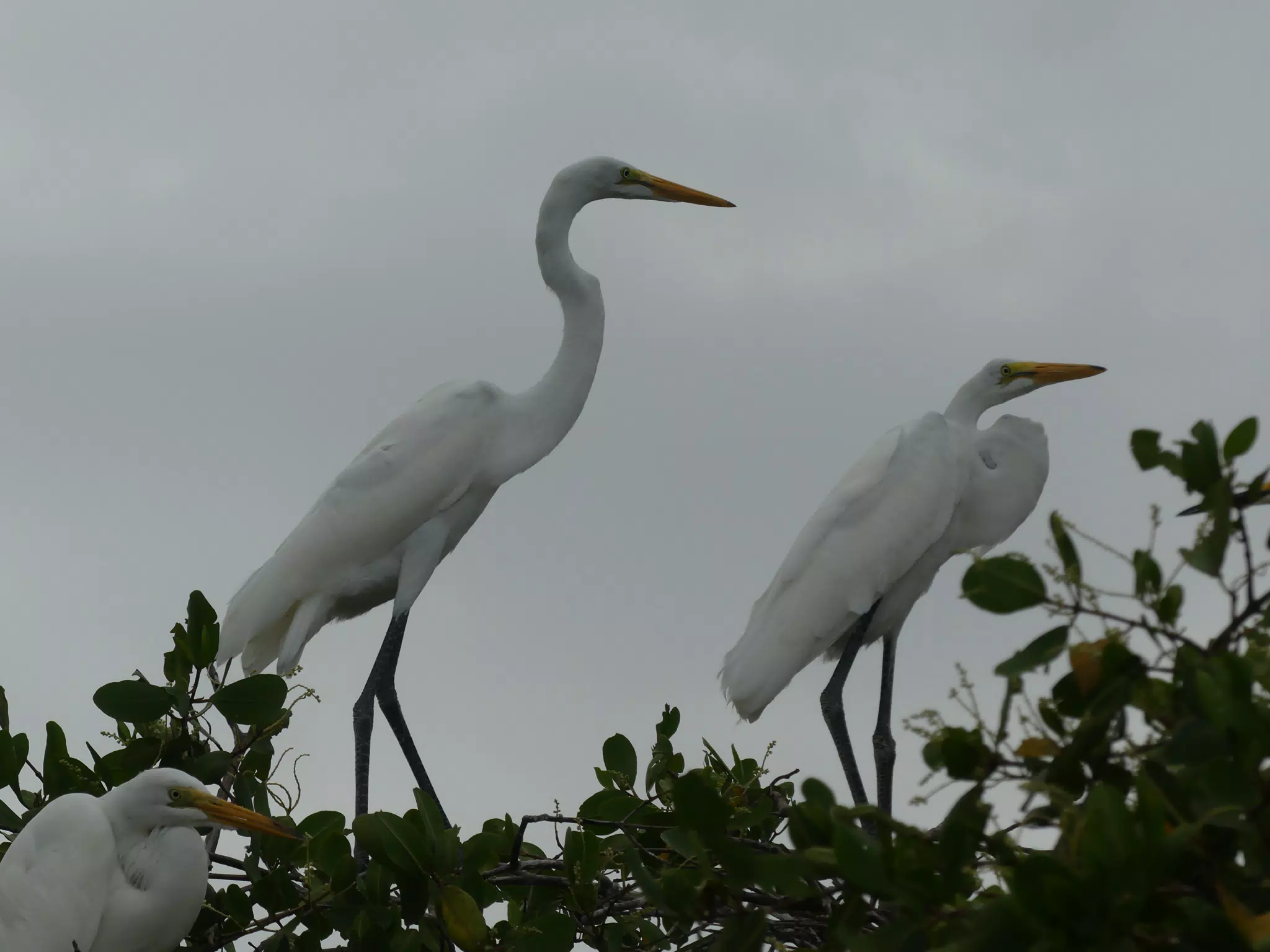 Photographing Egrets at San Juan Venado