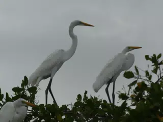 Photographing Egrets at San Juan Venado