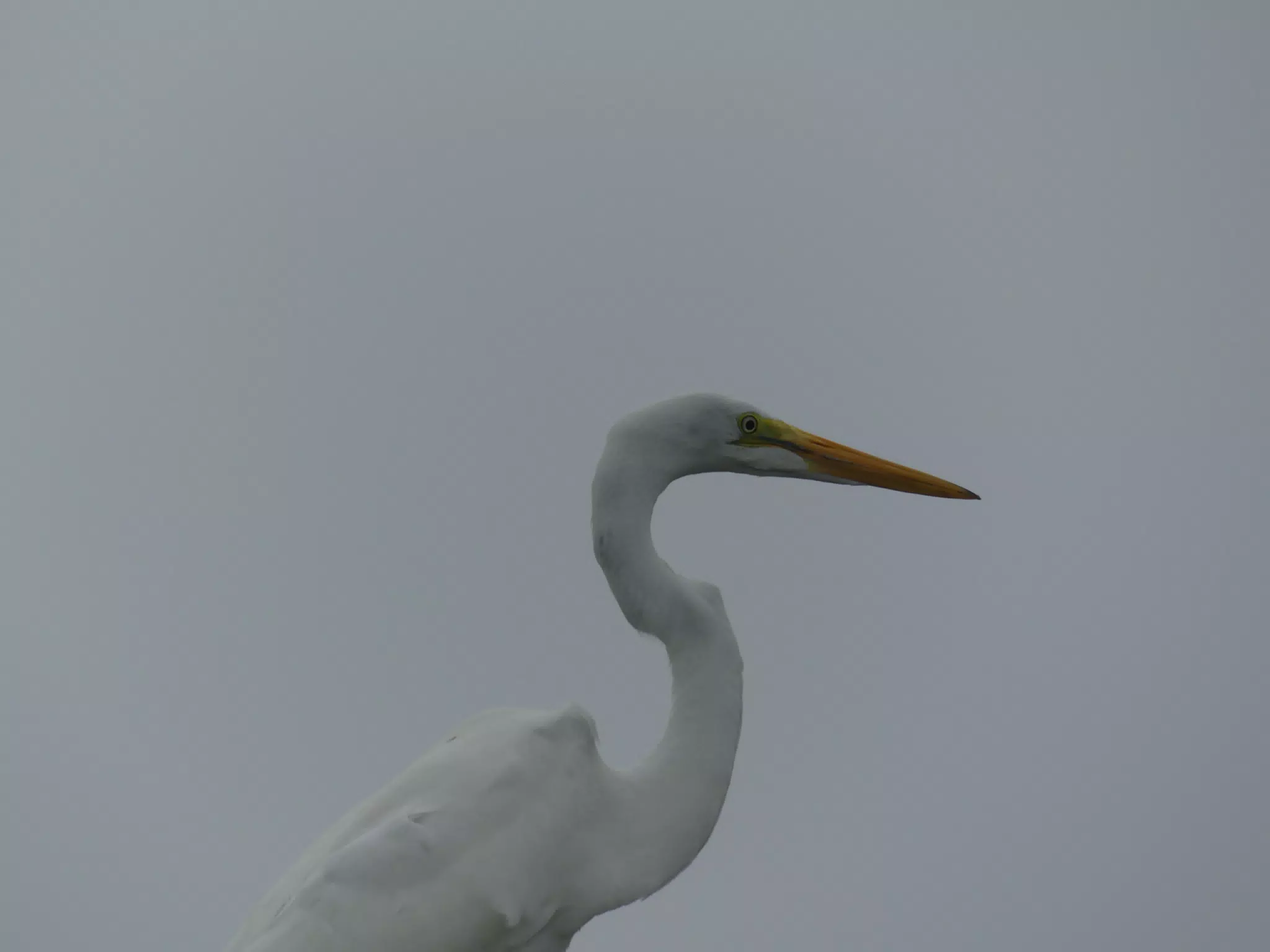 Photographing Egrets at San Juan Venado
