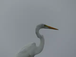 Photographing Egrets at San Juan Venado