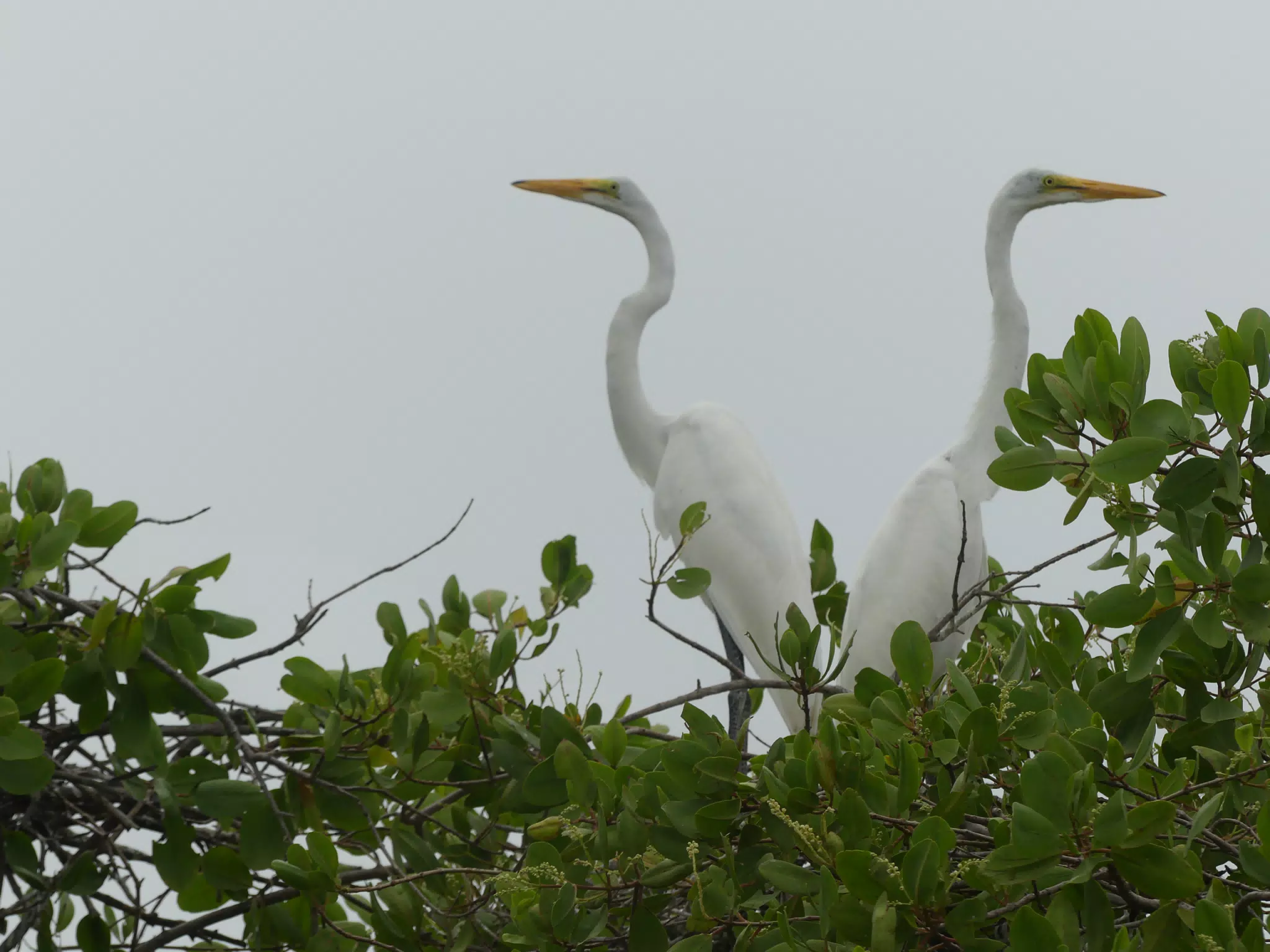 Photographing Egrets at San Juan Venado