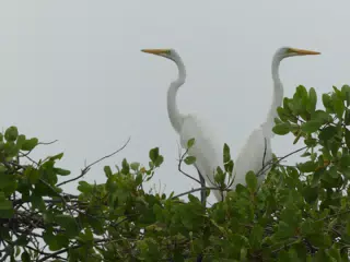 Photographing Egrets at San Juan Venado