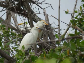 Photographing Egrets at San Juan Venado