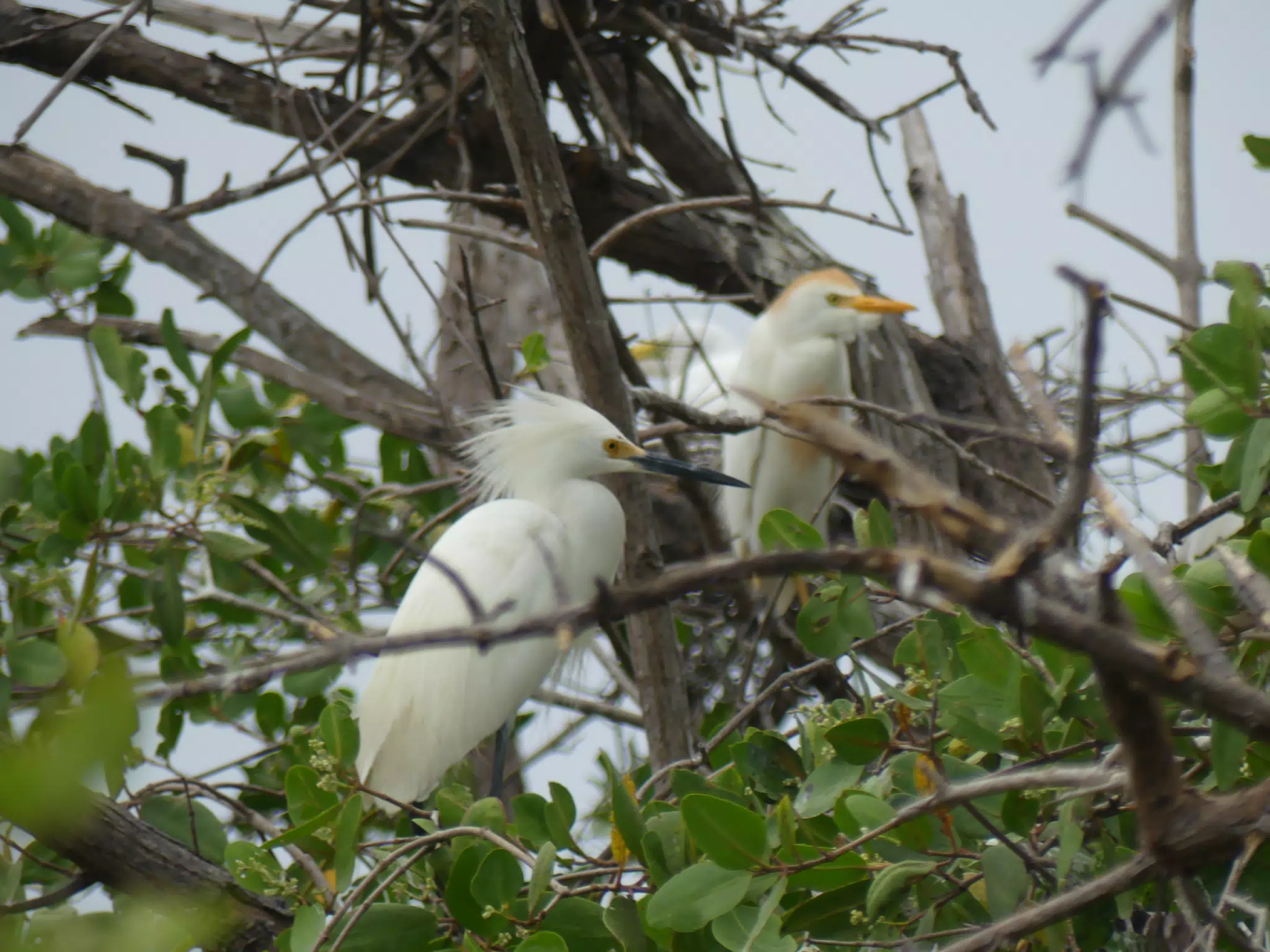 Photographing Egrets at San Juan Venado