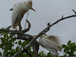 Photographing Egrets at San Juan Venado